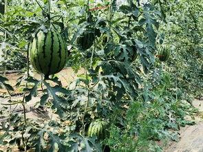 老北吃瓜,揭秘娱乐圈那些不为人知的幕后故事