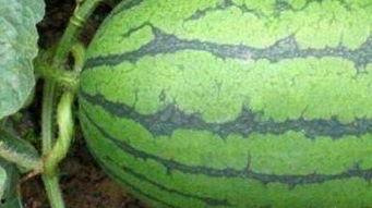 揭阳医院吃瓜,一场意外的网络热议