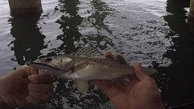 俄罗斯钓鱼吃瓜视频,揭秘神秘渔村生活