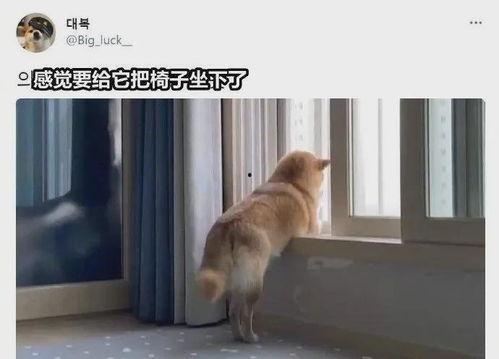 吃瓜小熊狗狗痛经