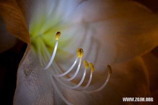 做梦梦见摘瓜吃瓜,摘瓜吃瓜的奇幻之旅