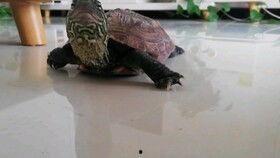 乌龟吃两瓜,探寻自然界的和谐共生