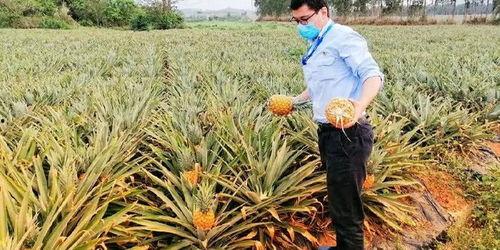 吃瓜海南项目,探索热带风情下的休闲农业新篇章