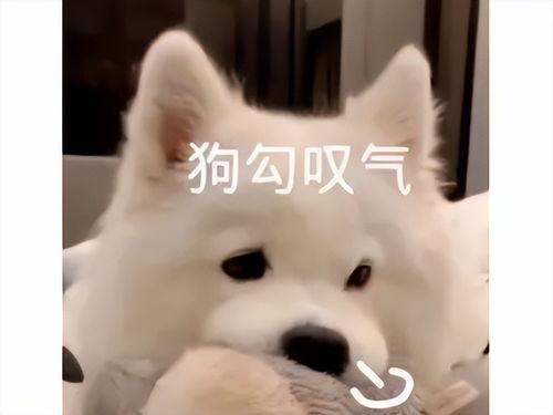 巨魔吃瓜,揭秘网络世界中的“吃瓜群众”现象