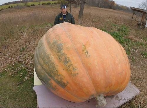 吃小瓜呕吐,美味与不适的奇妙碰撞