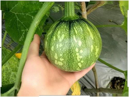 小摩吃瓜,揭秘娱乐圈那些不为人知的幕后故事