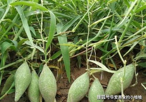 羊角瓜能直接吃吗,可直接食用的天然美味