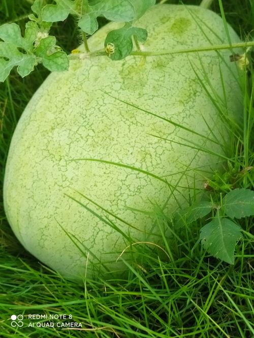 吃瓜吃到自己被绿,一场意外的情感漩涡