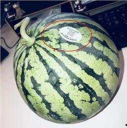 网红吃瓜博雅,揭秘娱乐圈幕后真相