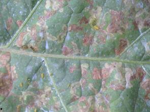 吃瓜叶的小黄虫,一场奇妙的昆虫食趣之旅