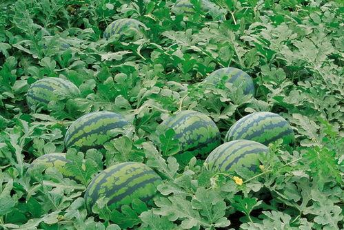 fun吃瓜站入口,带你走进娱乐圈的幕后风云