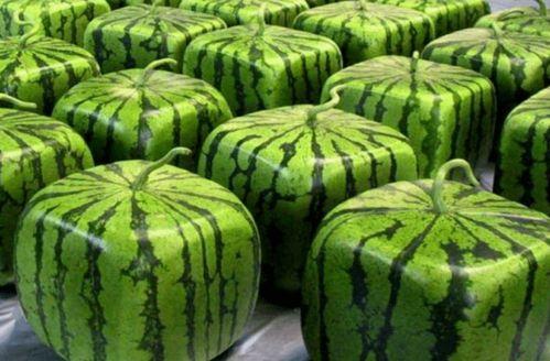 县中吃瓜,揭秘校园吃瓜背后的故事