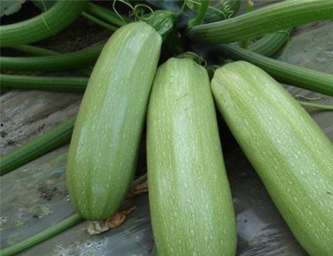 吃玉瓜有什么好处,揭秘吃玉瓜的五大益处