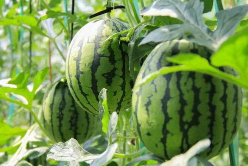 小伙上山摘瓜吃西瓜,小伙上山摘瓜，意外收获甜蜜西瓜