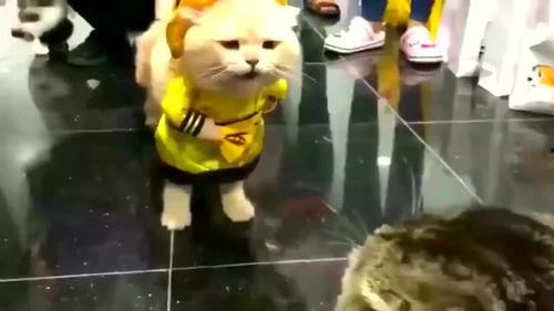 狸花猫群众吃瓜,吃瓜背后的趣味与思考