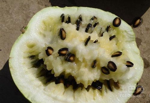 籽瓜产妇可以吃吗