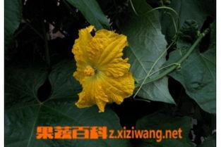 絲瓜花怎样吃,创意烹饪指南