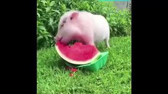 看小猪吃瓜,趣味横生的田园生活趣事