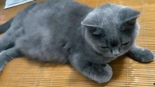 带你吃瓜花猫,带你领略“吃瓜花猫”的独特魅力