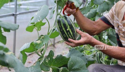 杭州旅职吃瓜,吃瓜群众的热议焦点