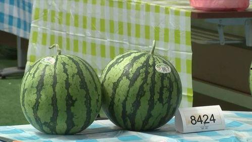 嘉兴南洋吃瓜,探寻瓜果飘香的美食天堂