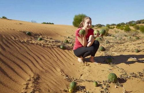 吃瓜沙漠,神秘绿洲的瓜果传奇
