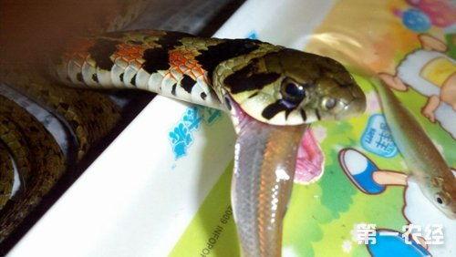 蛇吃瓜事件,一场奇特的生态现象揭秘