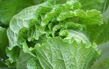 痛风可不可以吃白瓜,适宜还是禁忌？