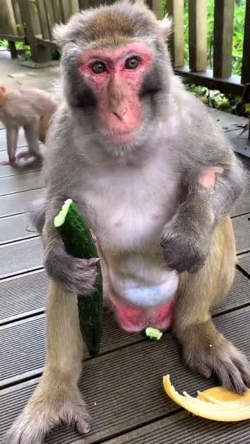 猴子吃瓜全部视频
