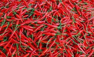 孙笑笑利川吃瓜,一场美食与趣事的完美邂逅