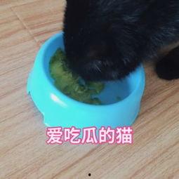 猫咪吃瓜完整视频,萌态百出，网友直呼可爱到爆